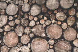 Wood & Forest Free Photos