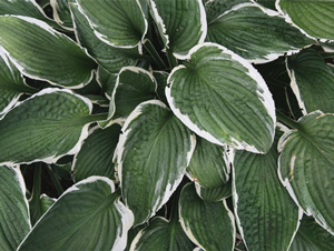 Foliage Texture Free Photos