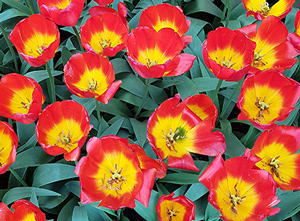 Floral Textures Free Photos